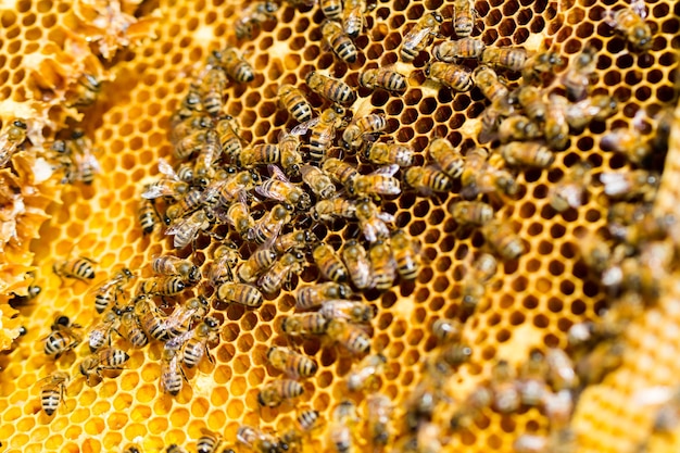 Bees working on honeycomb.