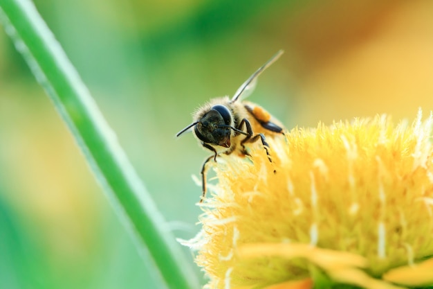 Bees on yellow flowers in nature are blooming.