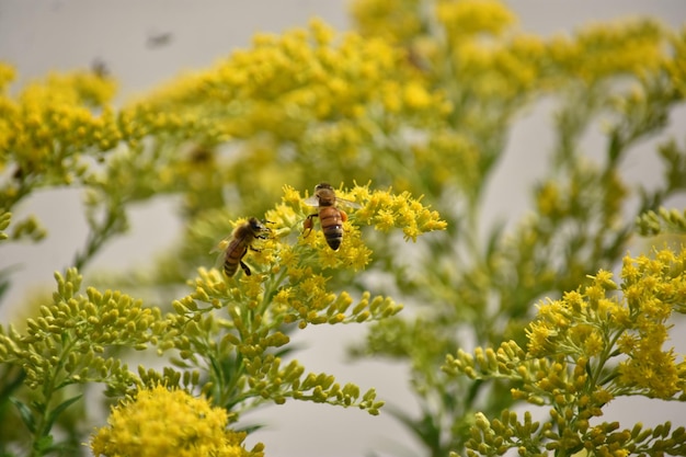 Photo bees on yellow flowers