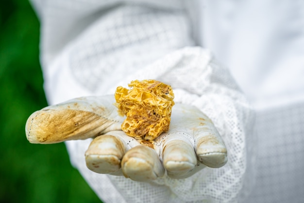 Beeswax in the hands of the beekeeper