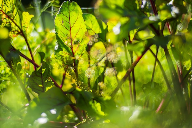 土壌に植えられたビート作物は太陽の下で熟します 栽培された土地は芽でクローズアップされます ベッドの列で育つ農業植物 緑の自然食品作物