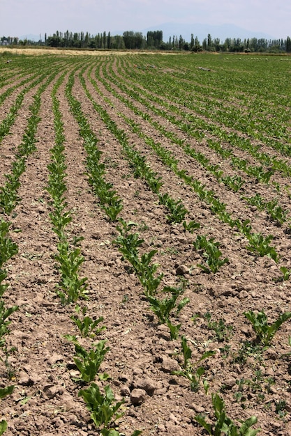 Photo beet field