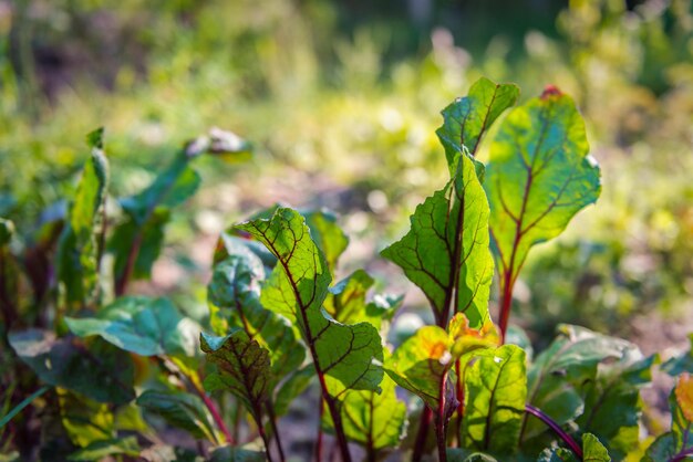 Beet growing in the garden in summer