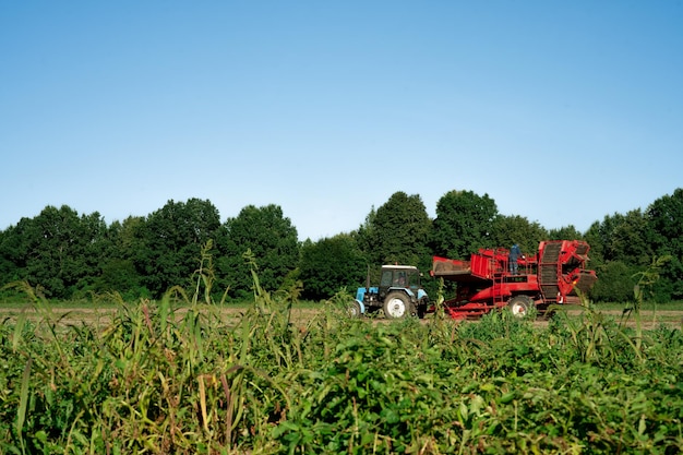 Beet harvester harvester removes beets on the field