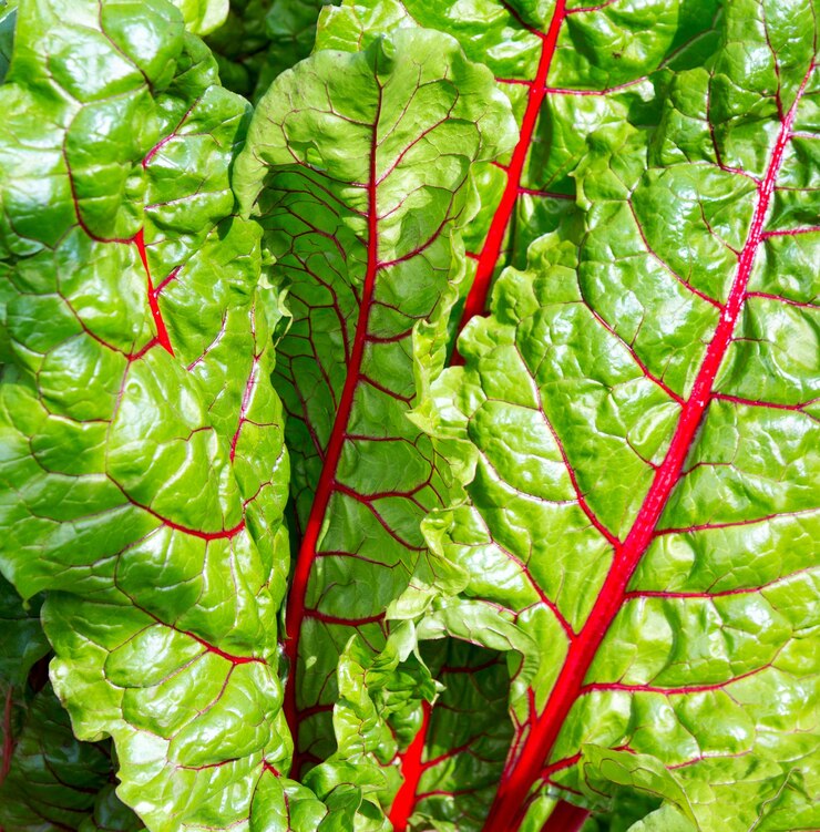 Beet leaf
