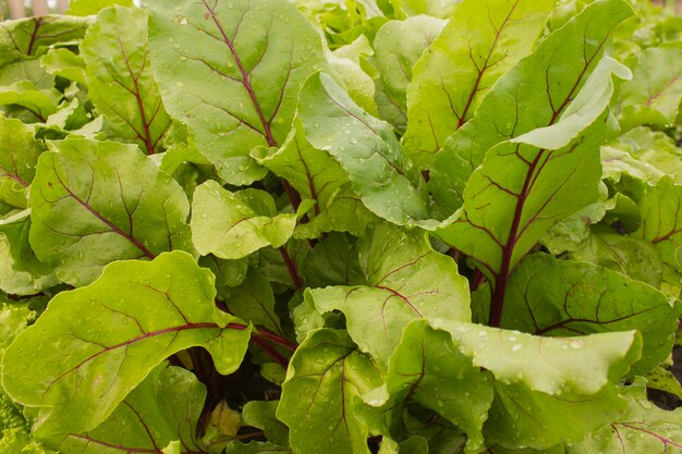 beet leaves on a background of mahogany