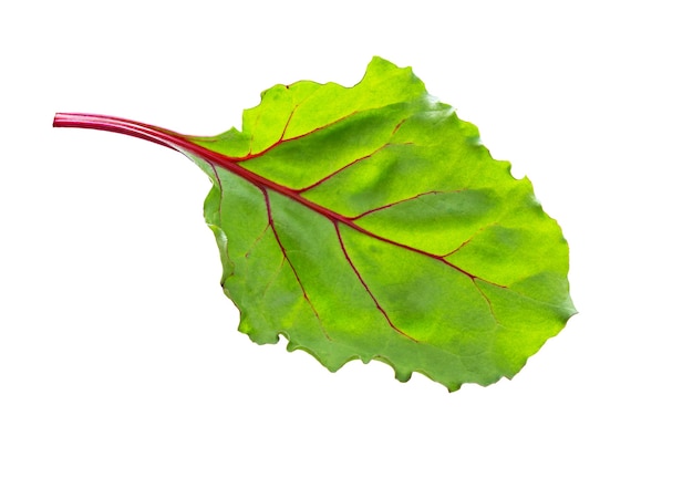 Beet leaves. Beetroot leaves, fresh beet leaf isolated on white background