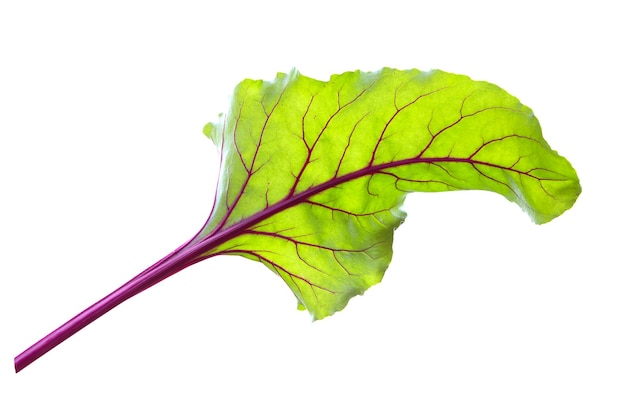 Photo beet leaves. beetroot leaves, fresh beet leaf isolated on white.