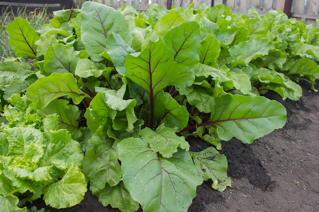 Beet leaves and green lettuce leaves