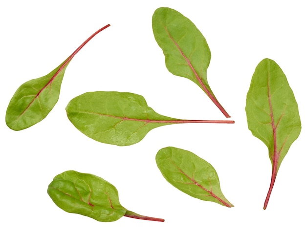 Foto foglie di barbabietole per insalata su uno sfondo bianco isolato