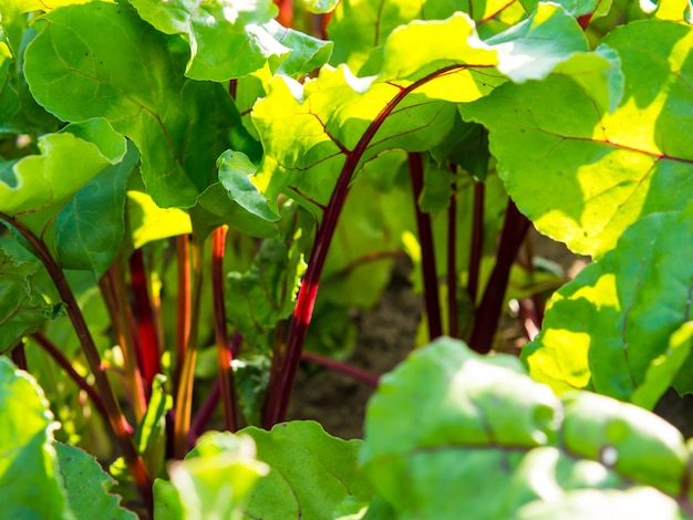 Beet leaves in the sunlight in the garden