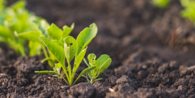 Beet seedlings young plant green leaves in soil after rain on home garden