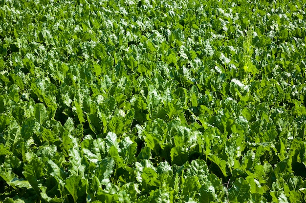 Beet tops for sugar production