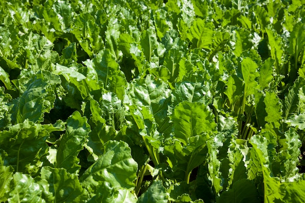 Beet tops for sugar production