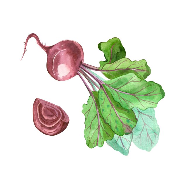 Beet Watercolor Red beetroot with green leaves beetroot slice handdrawn in watercolor