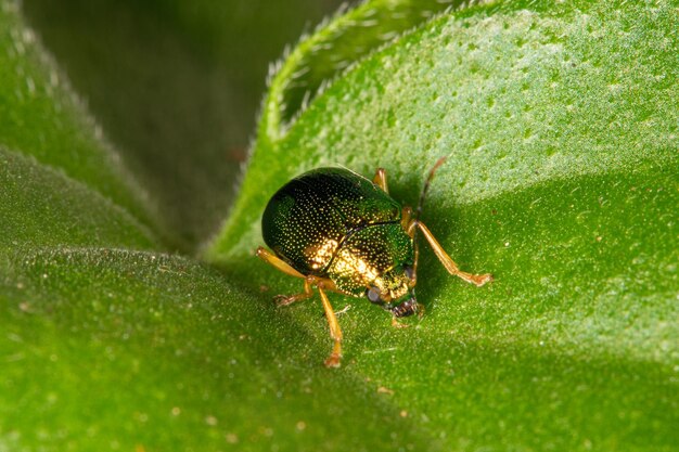 Beetle beautiful golden green beetle on a leaf selective focus