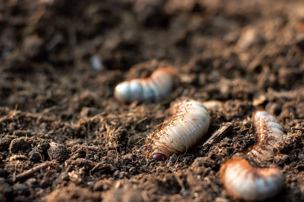 Le larve di coleottero o coleottero vivono su un terreno fertile.