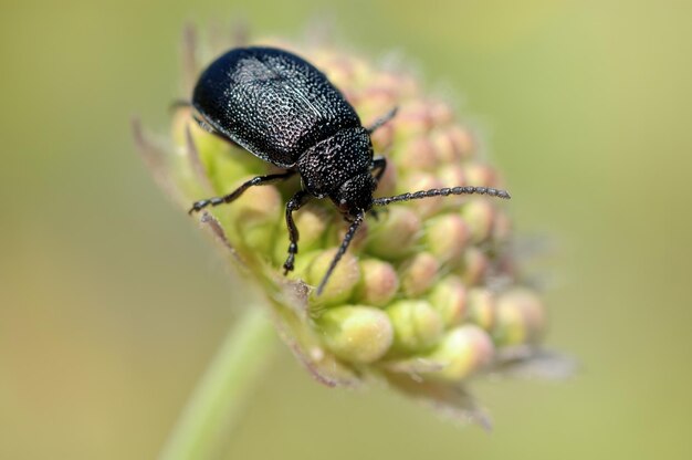 Foto lo scarabeo su una gemma