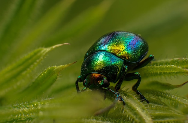 Beetle Chrysolina herbacea on a plant, summer day