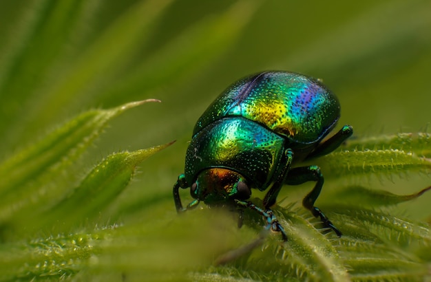 식물, 여름 날에 딱정벌레 Chrysolina herbacea