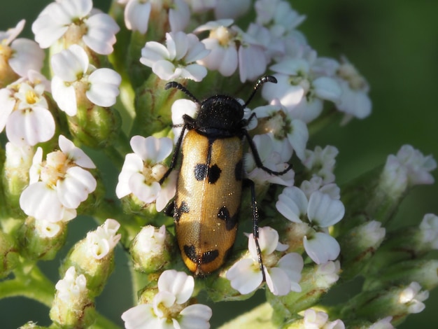 a beetle collecting nectar