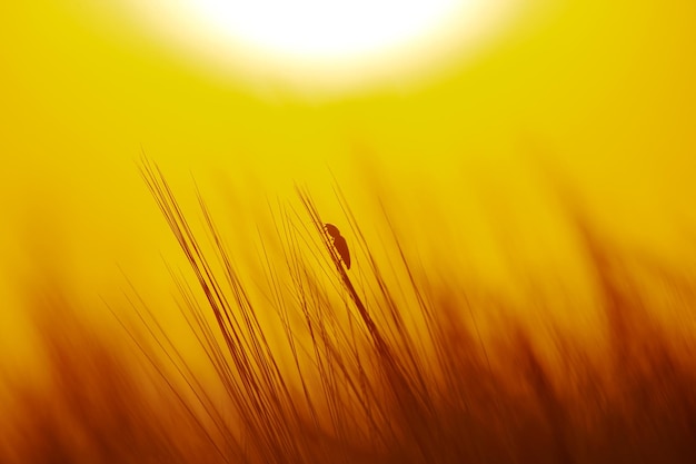 カブトムシは夕日の植物学と自然の動物学を背景に草の上を這う