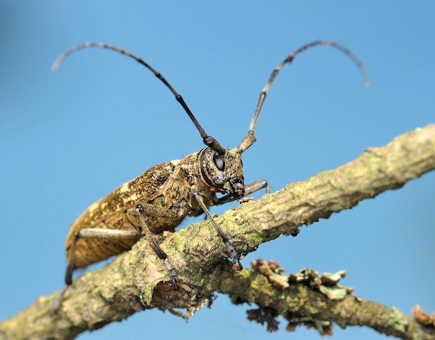 乾いた枝のカブトムシ