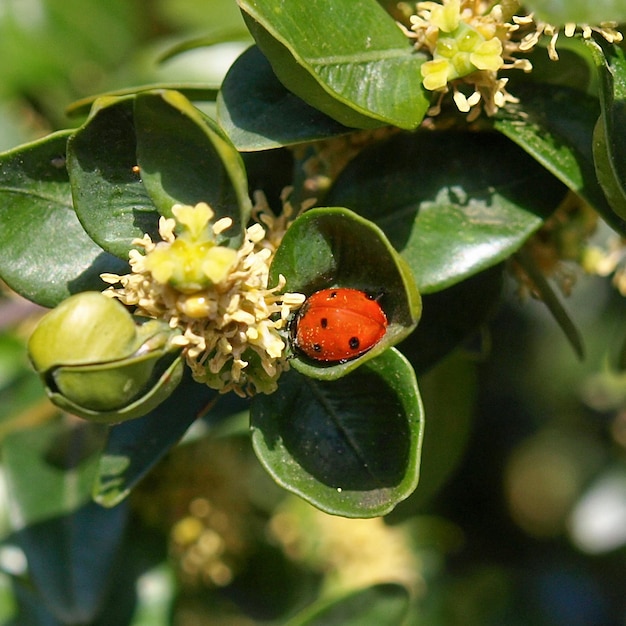 Photo beetle on flower