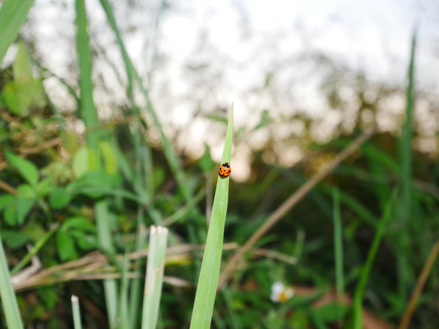 自然の背景でカブトムシ昆虫