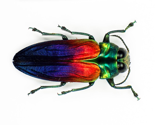 Beetle isolated on white, red blue green metallic jewel beetle Belionota tricolor macro, collection