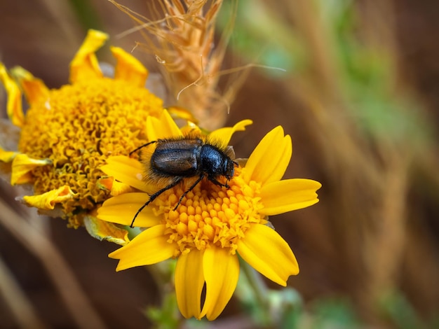 Photo beetle in its natural environment