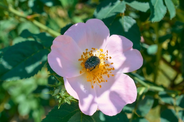 A beetle on a light pink rose in a summer garden