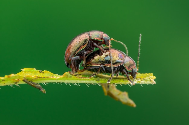 Macro dell'accoppiamento della natura dello scarabeo