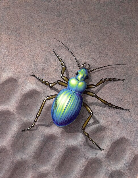 Photo beetle running over skidmark