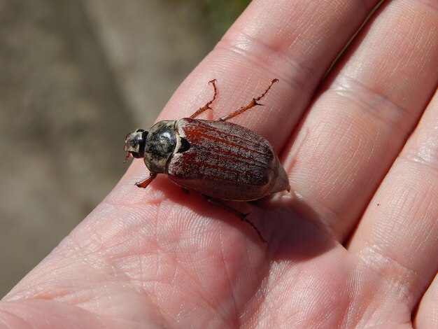 The beetle sits on the hand