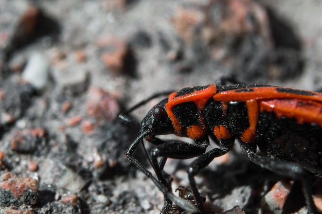 Beetle soldier or firebug in macro with blurred background eyes\
head in focus and body in red and black colors with dots photo of\
macro world