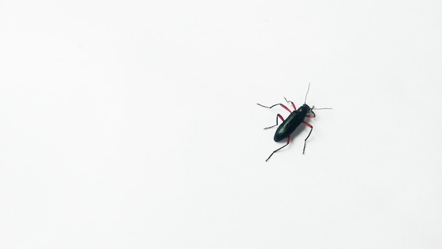 Beetle Strongylium isolated on white background