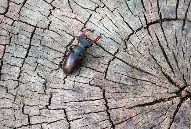 Photo a beetle on a tree stump