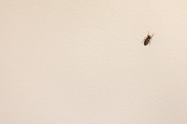 사진 벽 위 를 고 있는 정벌레