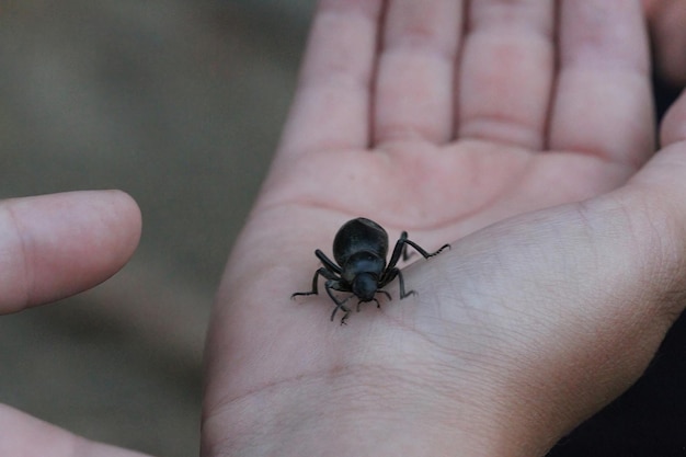 野生のカブトムシ