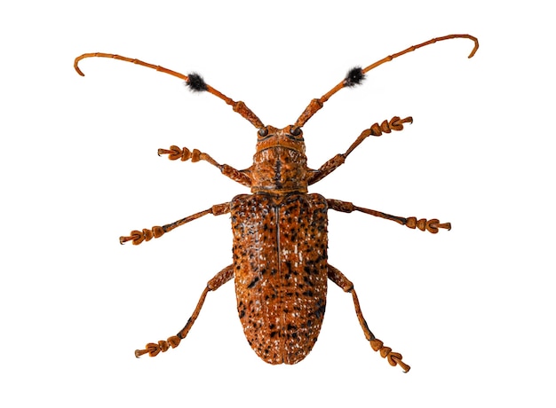 The beetle with the scientific name Aristobia horridula.