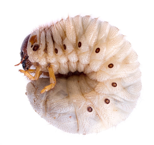 Beetle worm on white