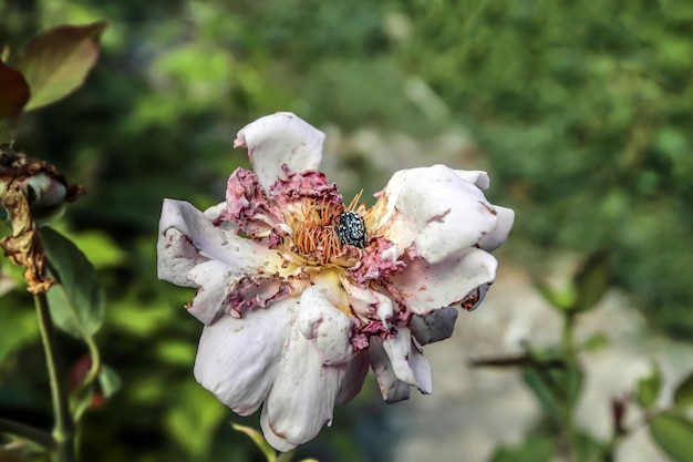 庭のバラの花を食べるカブトムシ