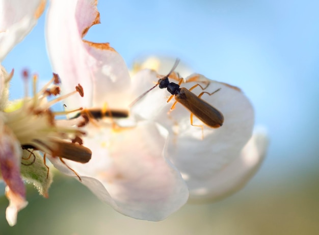 春の太陽の下でカブトムシとリンゴの木富士の花