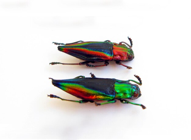 Beetles isolated on white. Red and green jewel beetle Cyphogastra javanica and calepyga isolated.