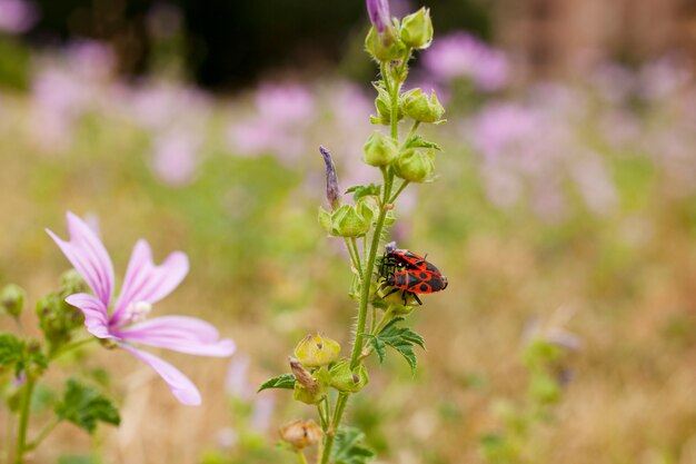 Beetles on malvas