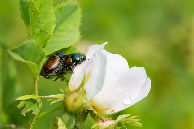 Beetles reproduce on the rose hip.