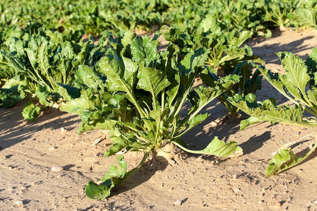 Barbabietola in campo