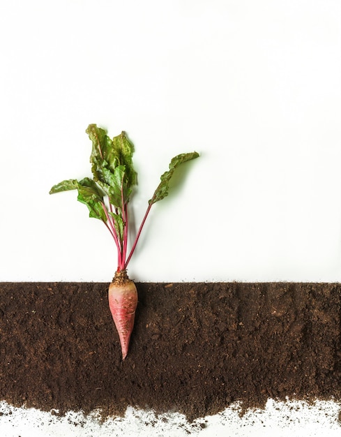 beetroot grow in ground, cross section, cutout collage. growing plant with leaves isolated. agricultural, botany and farming concept