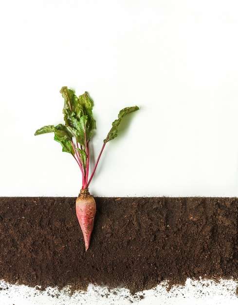 Foto la barbabietola rossa cresce nel terreno, sezione trasversale, collage di ritaglio. pianta crescente con foglie isolate. agricoltura, botanica e concetto di agricoltura